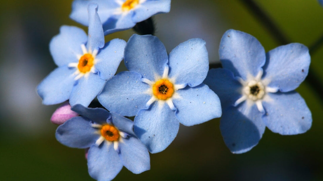 Blue forget-me-not flowers in bloom, reflecting their symbolism in Victorian sentimental jewellery