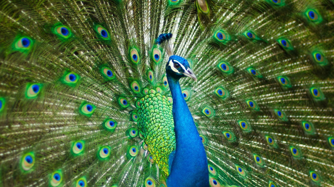 Peacock displaying an iridescent fan of green and blue feathers, inspiring jewellery motifs