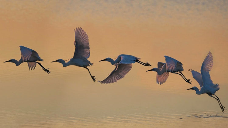Wings in Jewelry: A Symbol of Freedom, Spirituality, and Protection