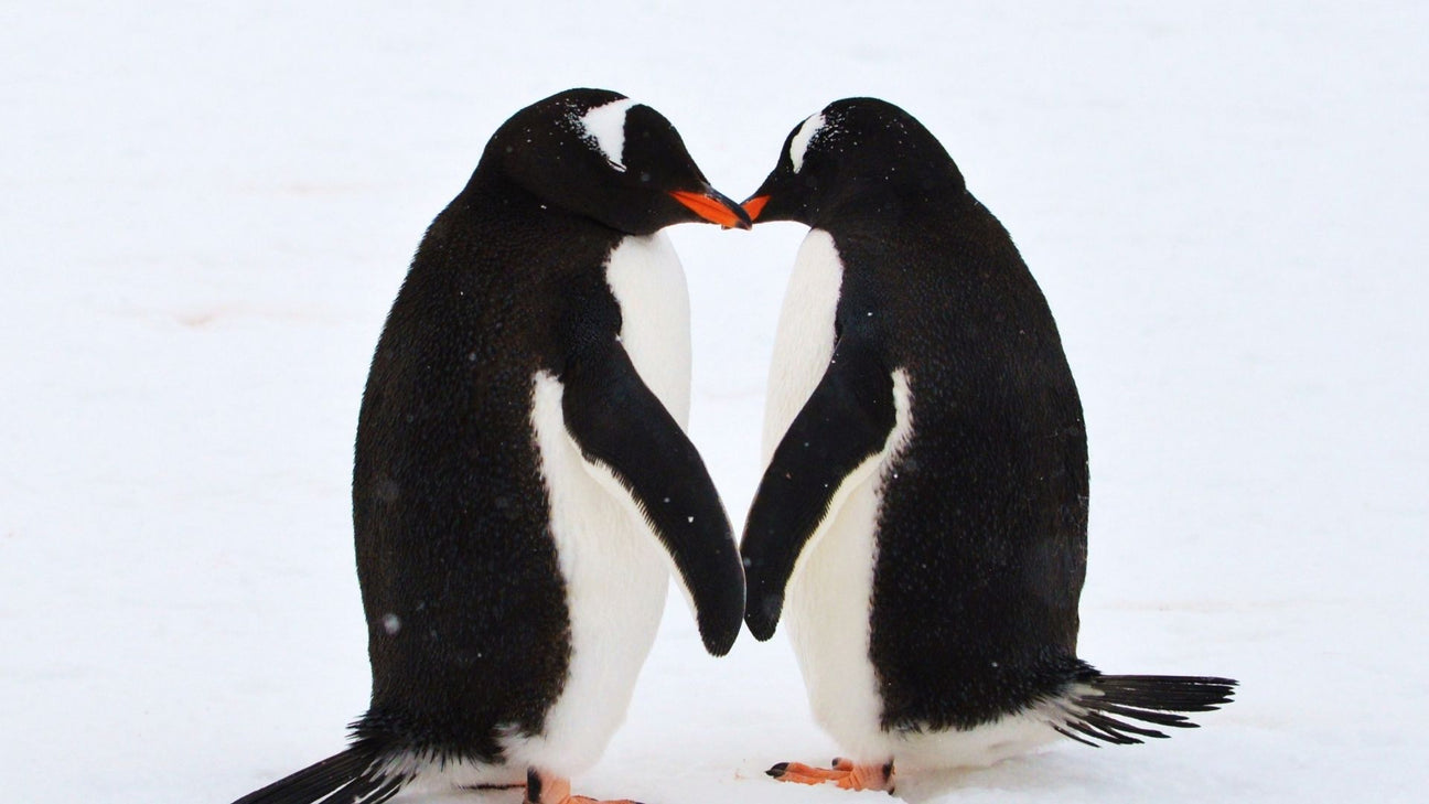 Did you know penguins propose too?