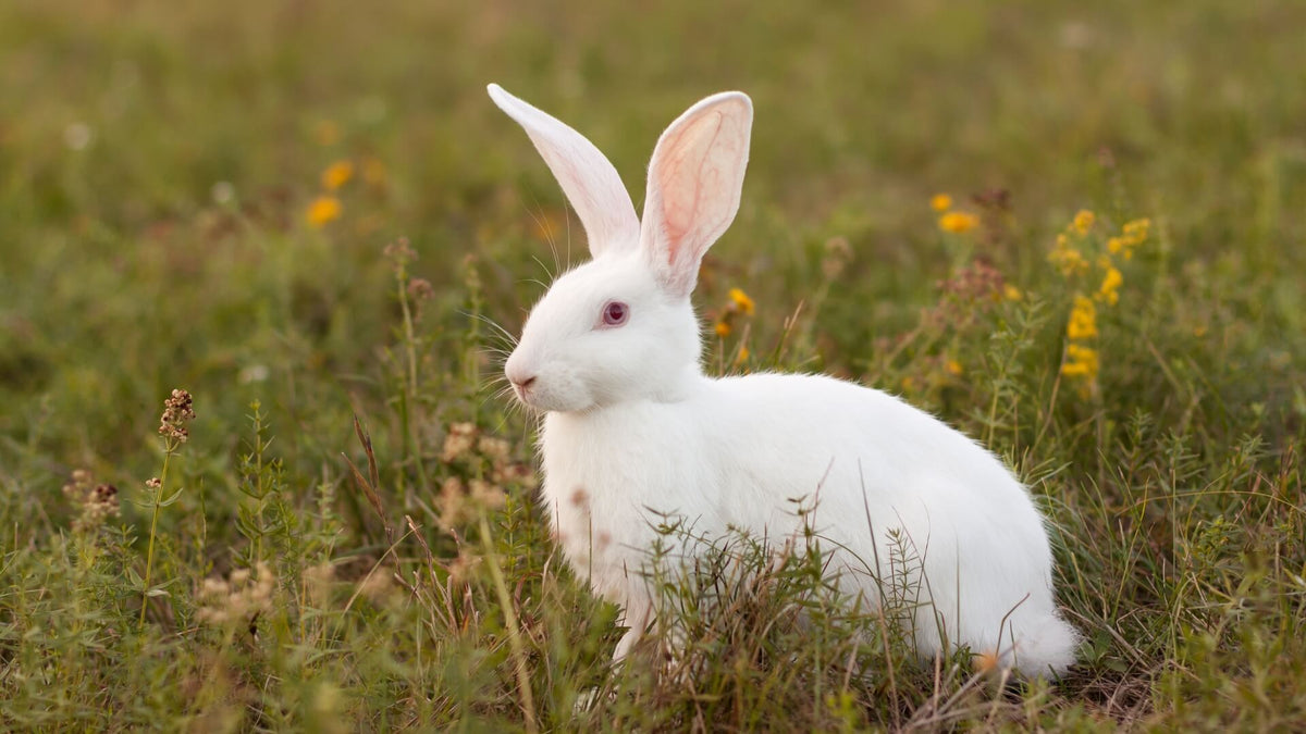 Inspired By Rabbits