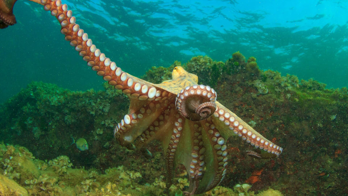 Inspired By Octopuses