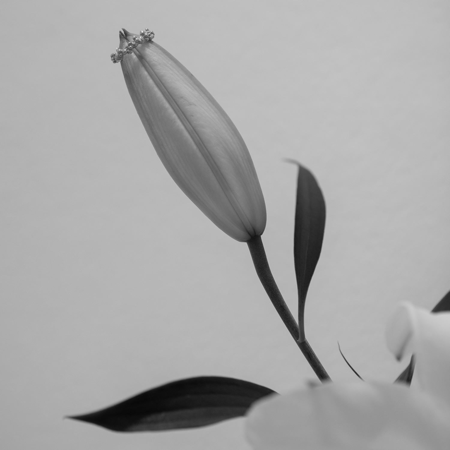 Céleste Deux Ring Silver