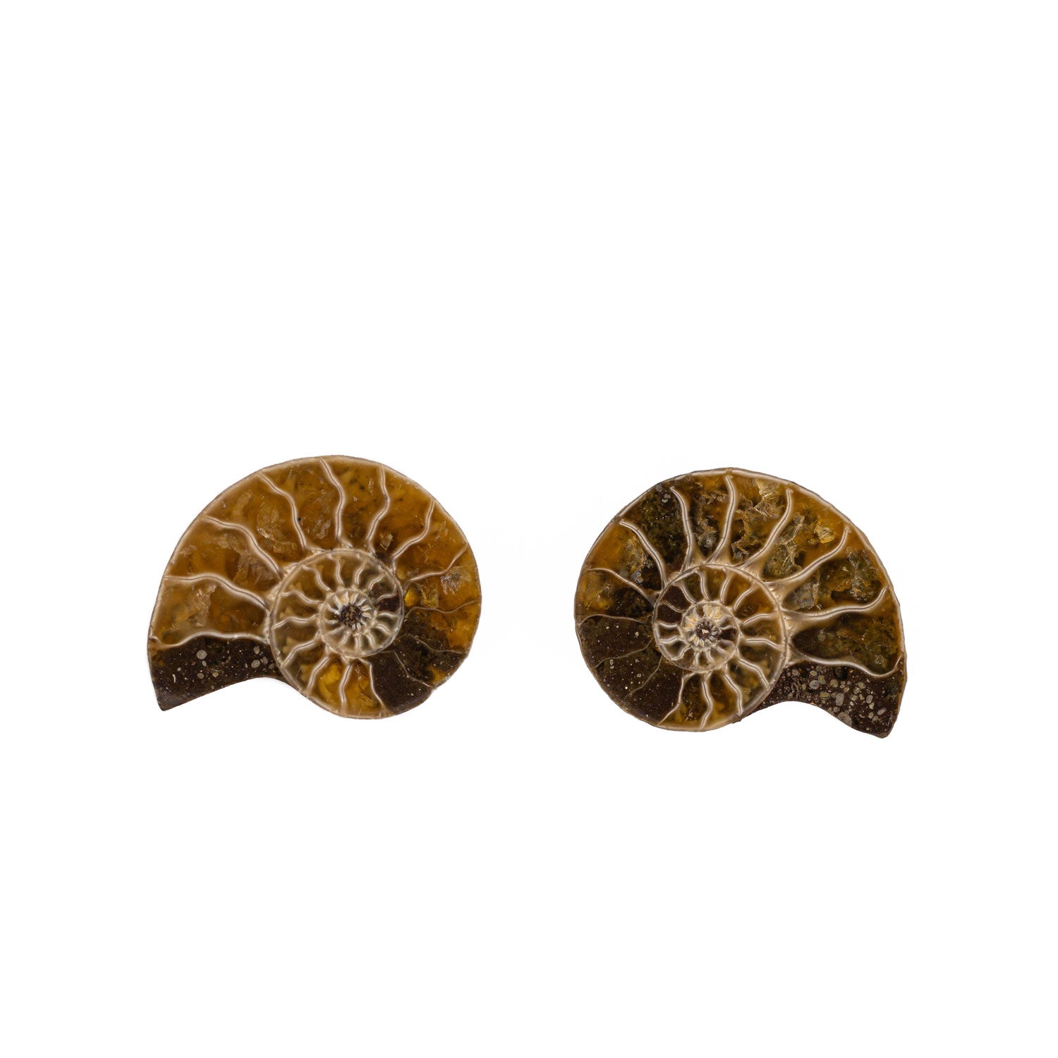 Rare Tiny Ammonite Fossil & Gold Stud Earrings