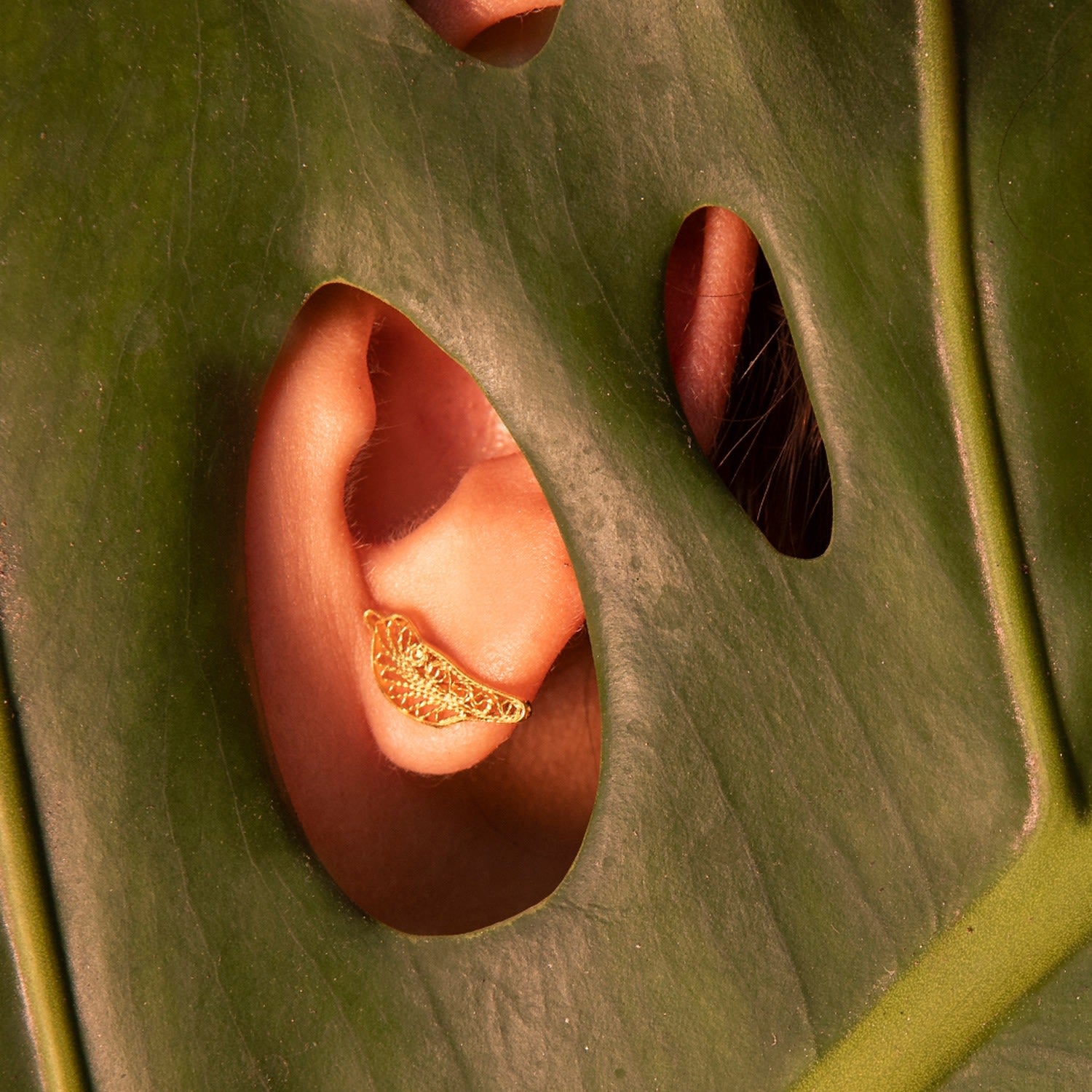 Tropicalia Silver Red Warbler