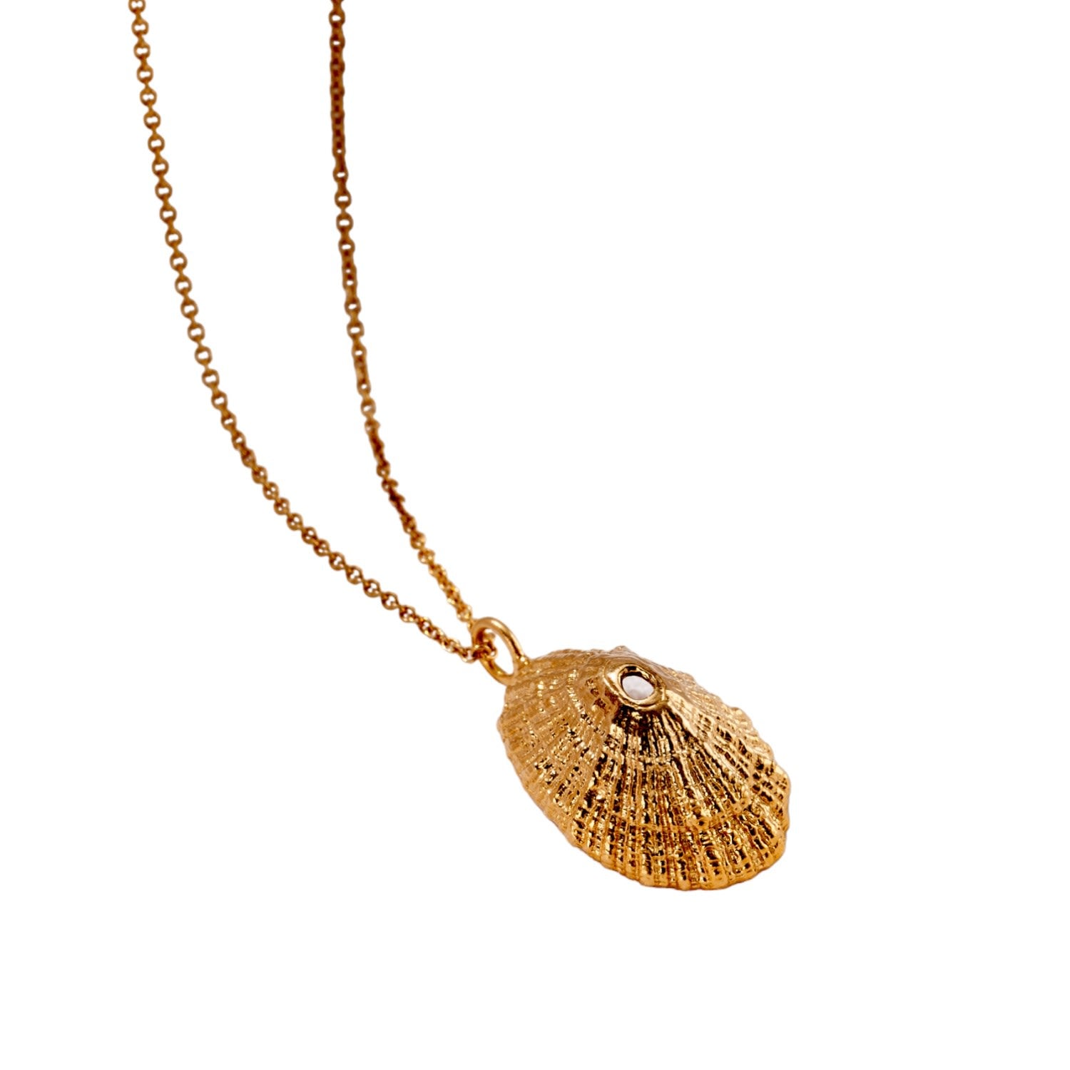 Yellow Gold Plated Limpet Shell Necklace